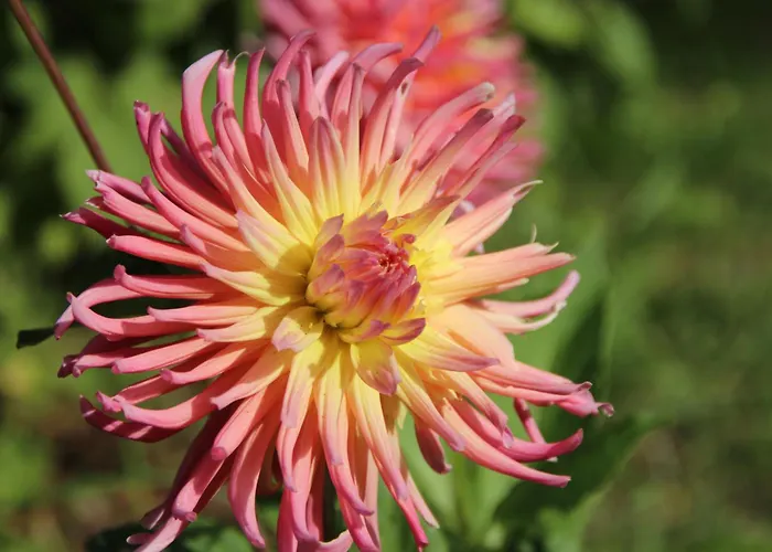Bio Quinta Do Pantano, Agro Turismo Santo Antonio da Serra