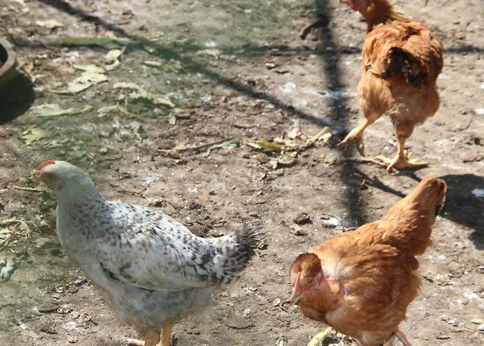 Bio Quinta Do Pantano, Agro Turismo