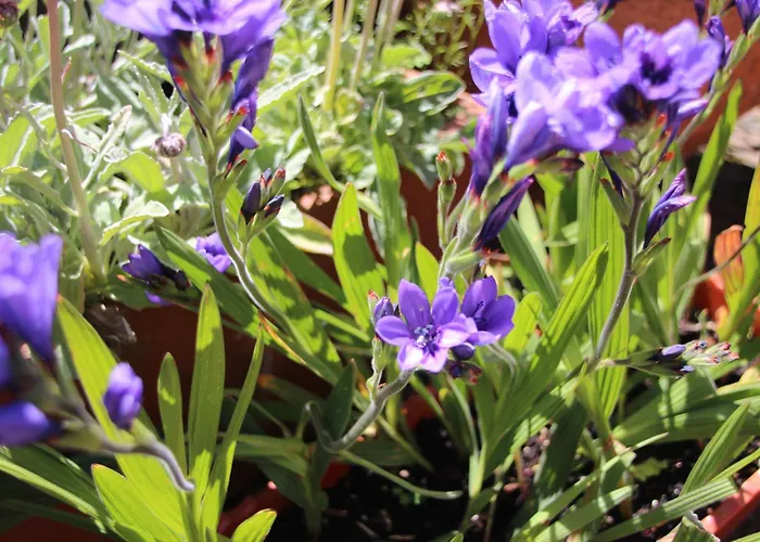 Bio Quinta Do Pantano, Agro Turismo Santo Antonio da Serra