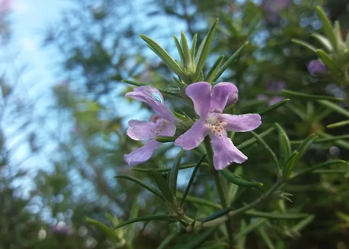 Bio Quinta Do Pantano, Agro Turismo 农家乐 Santo Antonio da Serra