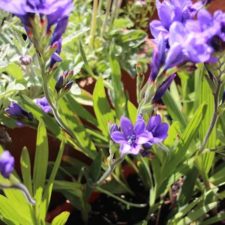 Bio Quinta Do Pantano, Agro Turismo Santo Antonio da Serra