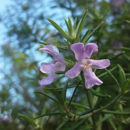 Bio Quinta Do Pantano, Agro Turismo Lantgård Santo Antonio da Serra