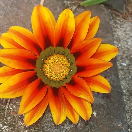 Κατάλυμα σε φάρμα Bio Quinta Do Pantano, Agro Turismo Santo Antonio da Serra