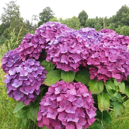 Bio Quinta Do Pantano, Agro Turismo Santo Antonio da Serra