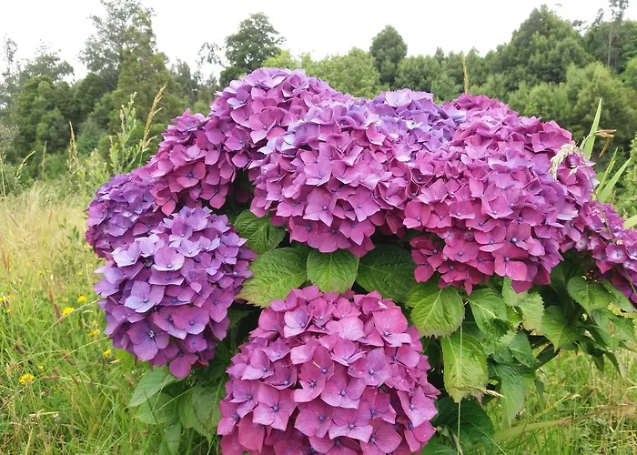 Bio Quinta Do Pantano, Agro Turismo Santo Antonio da Serra